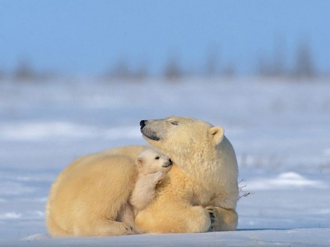 12 Foto saat hewan tunjukkan kasih sayang kepada anaknya ini keren