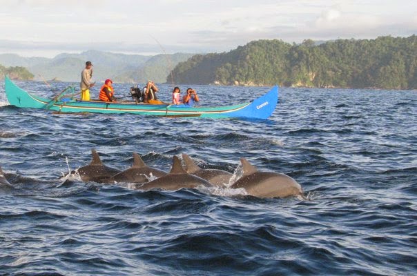 5 Pantai ini wajib kamu kunjungi bila ingin melihat lumba-lumba
