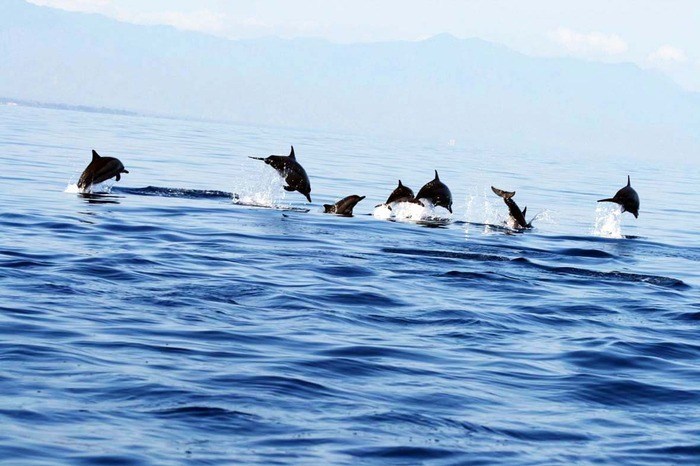 lumba lumba Istimewa