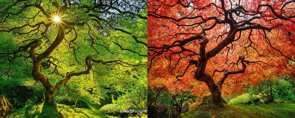 foto sebelum dan sesudah musim gugur © 2016 berbagai sumber