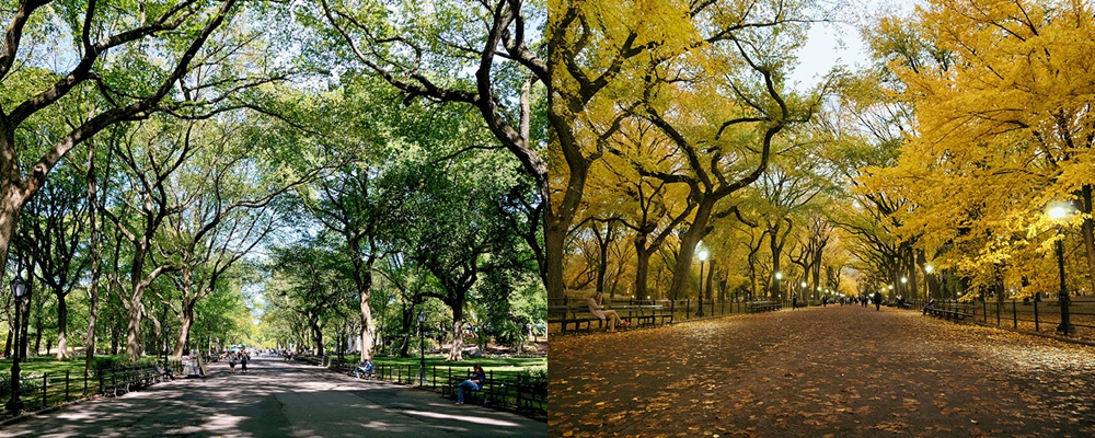 10 Foto indah sebelum dan sesudah musim gugur ini bikin kamu terpana