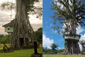 10 Foto kerennya rumah pohon ini bikin kamu melongo lihat dalamnya