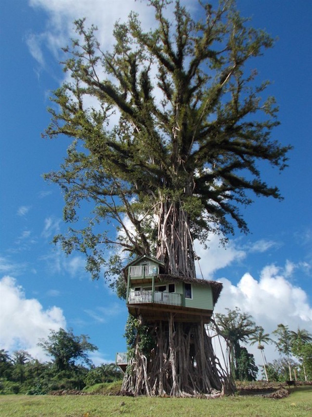 Rumah pohon yang bikin melongo © 2016 berbagai sumber Rumah pohon yang bikin melongo © 2016 berbagai sumber