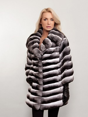 chinchilla © 2016 brilio.net