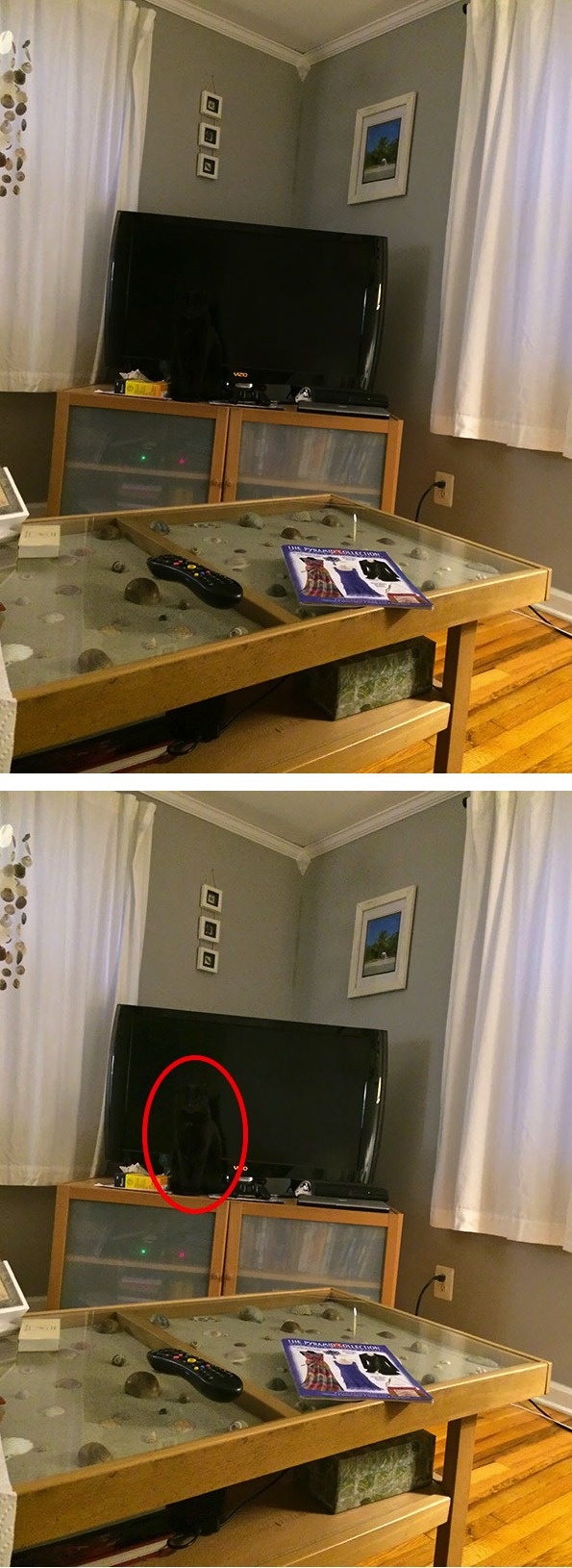 kucing jeli  lifebuzz kucing jeli  lifebuzz