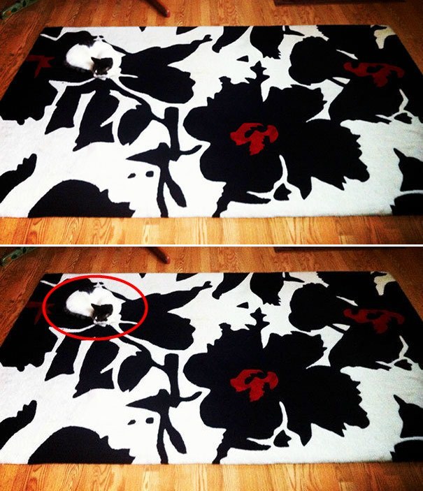 kucing jeli  lifebuzz kucing jeli  lifebuzz