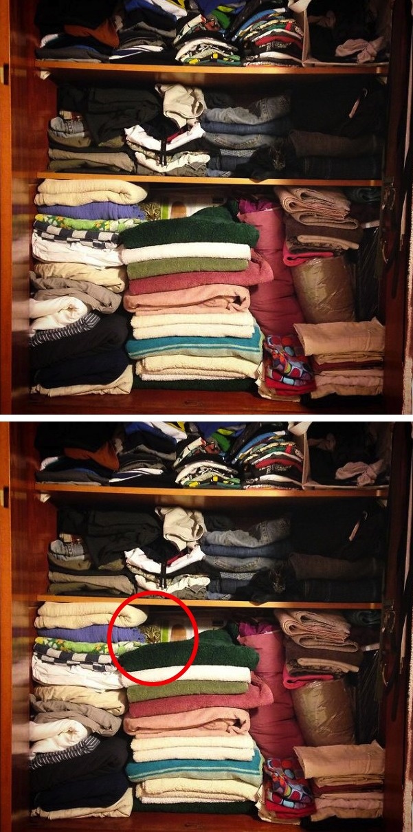 kucing jeli  lifebuzz kucing jeli  lifebuzz