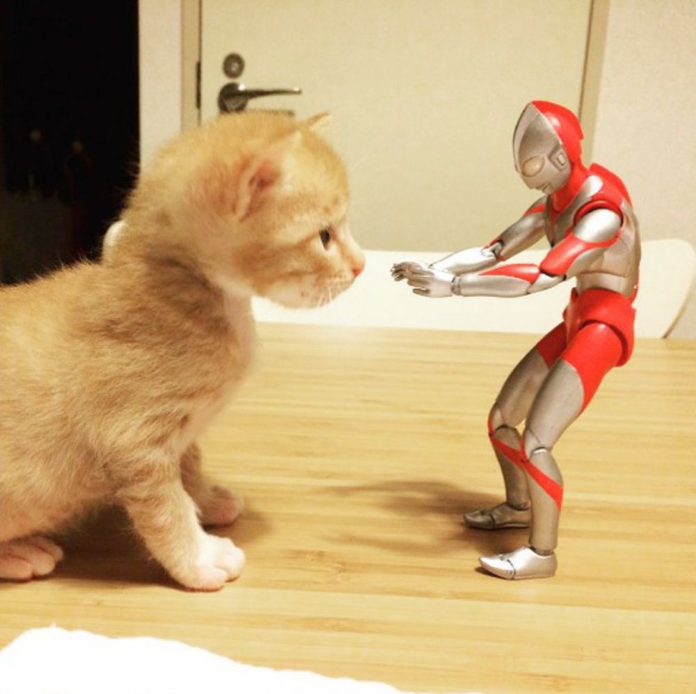 15 Foto Kucing Berteman Dengan Ultraman Ini Bikin Gemes Banget