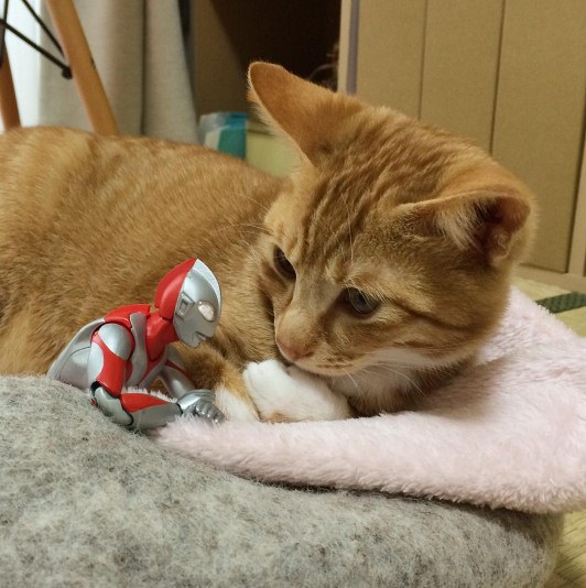 15 Foto kucing berteman dengan 'Ultraman' ini bikin gemes banget 