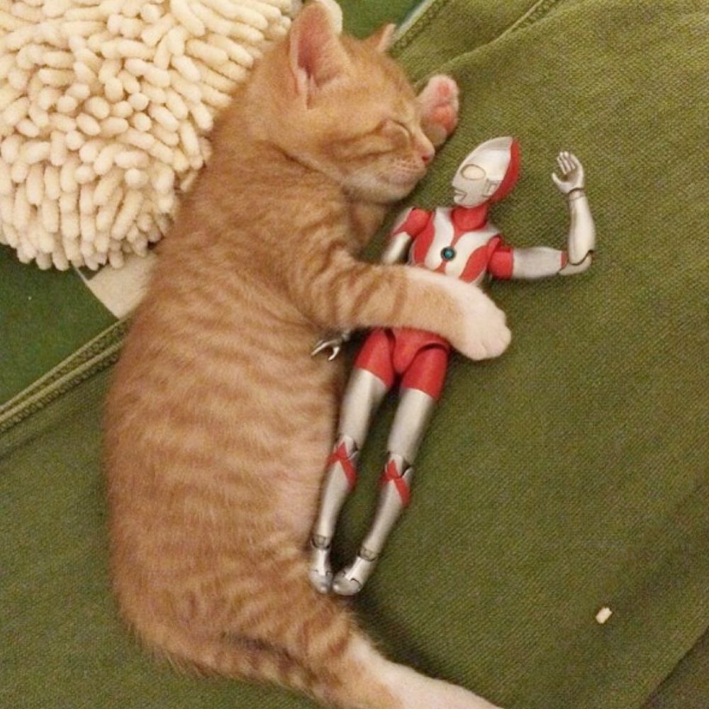 ultra kucing  instagram/@komagram2015 ultra kucing  instagram/@komagram2015