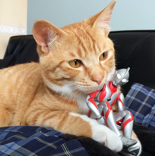 15 Foto kucing berteman dengan 'Ultraman' ini bikin gemes banget 