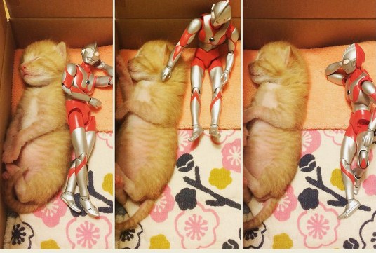 ultra kucing  instagram/@komagram2015 ultra kucing  instagram/@komagram2015