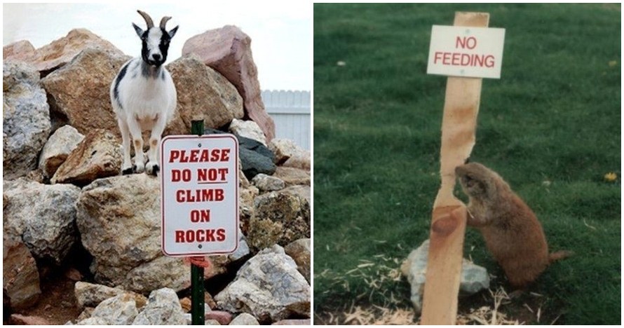 12 Foto lucu hewan langgar aturan, bikin susah nahan tawa