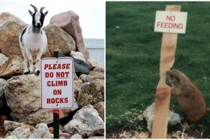 12 Foto lucu hewan langgar aturan, bikin susah nahan tawa