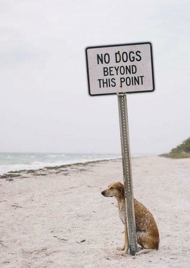 hewan langgar  lifebuzz hewan langgar  lifebuzz