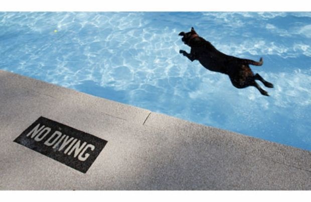 hewan langgar  lifebuzz hewan langgar  lifebuzz