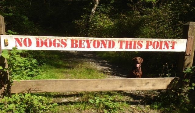 hewan langgar  lifebuzz hewan langgar  lifebuzz