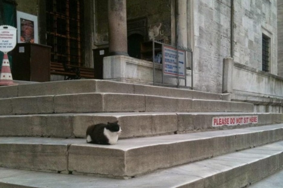 hewan langgar  lifebuzz hewan langgar  lifebuzz