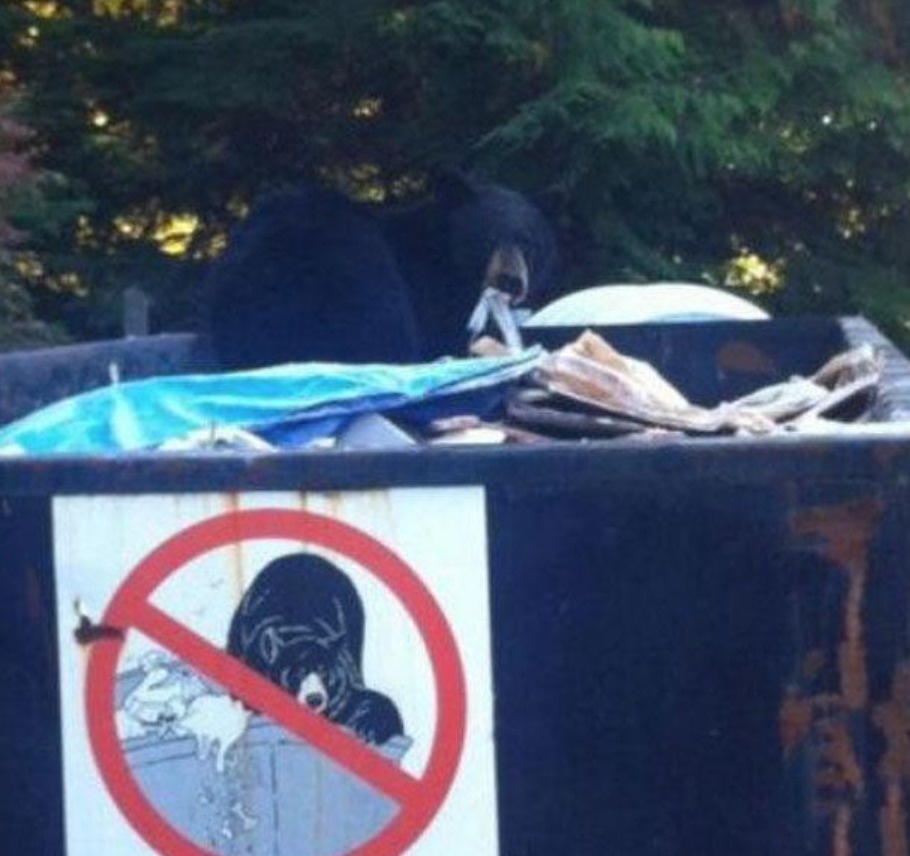 hewan langgar  lifebuzz hewan langgar  lifebuzz