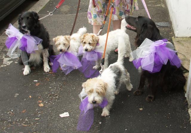 anjing pendamping © 2016 brilio.net