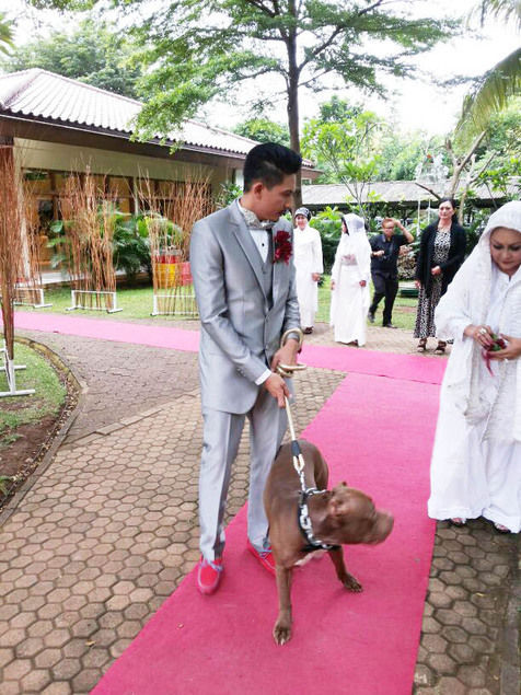 anjing pendamping © 2016 brilio.net