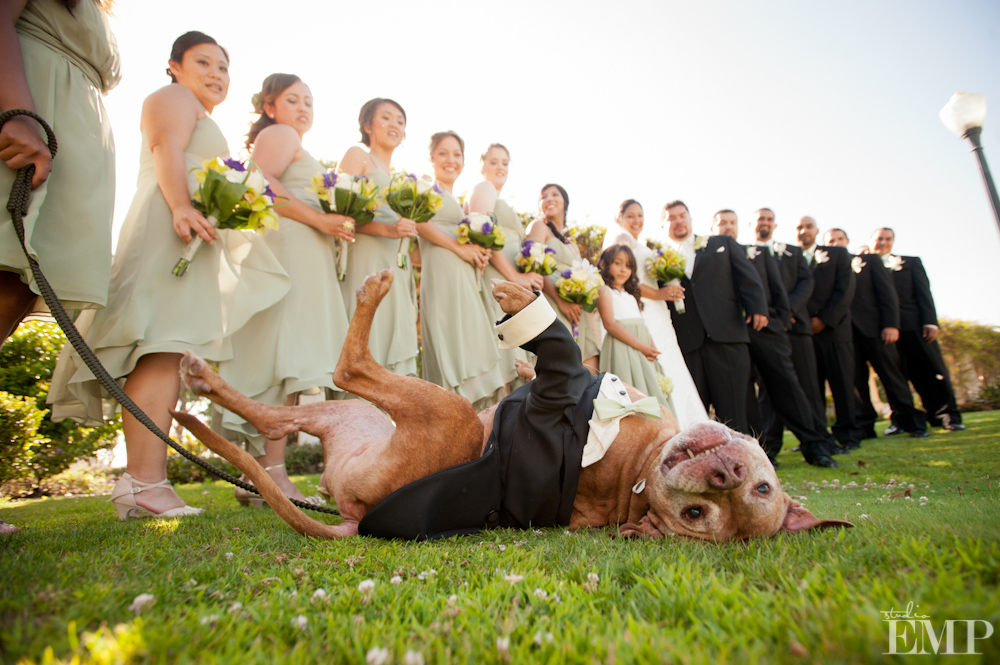 15 Foto anjing jadi pendamping pengantin ini bikin gemas