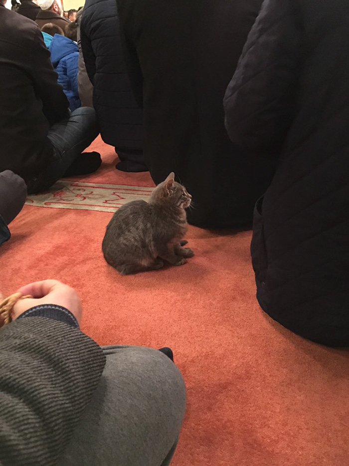 Mustafa Efe, imam yang biarkan kucing masuk masjid agar tak kedinginan