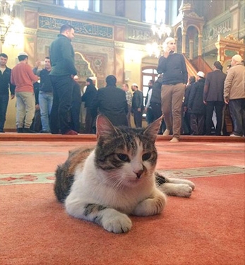 Mustafa Efe, imam yang biarkan kucing masuk masjid agar tak kedinginan