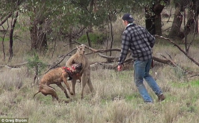 Pria ini nekat melawan kanguru liar demi selamatkan anjingnya