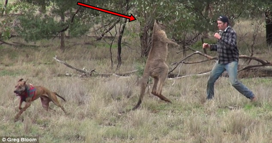 Pria ini nekat melawan kanguru liar demi selamatkan anjingnya
