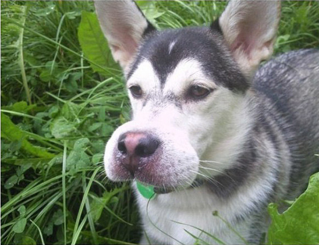 12 Anjing ini bibirnya disengat tawon, bentuknya jadi aneh banget