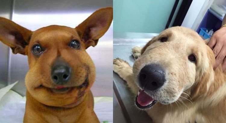 12 Anjing Ini Bibirnya Disengat Tawon Bentuknya Jadi Aneh Banget