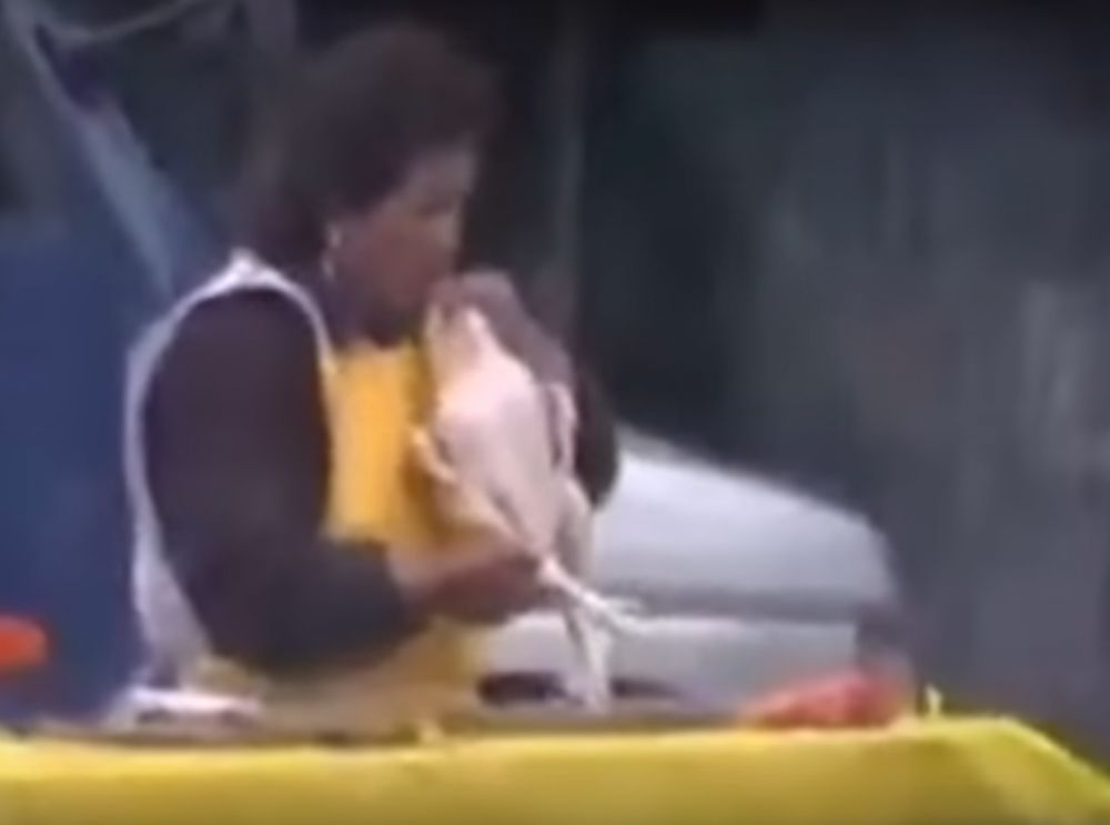 trik ayam lebih gemuk © 2016 brilio.net