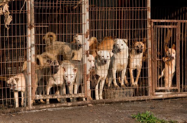 Potret miris peternakan anjing di Korea Selatan ini bikin ngelus dada