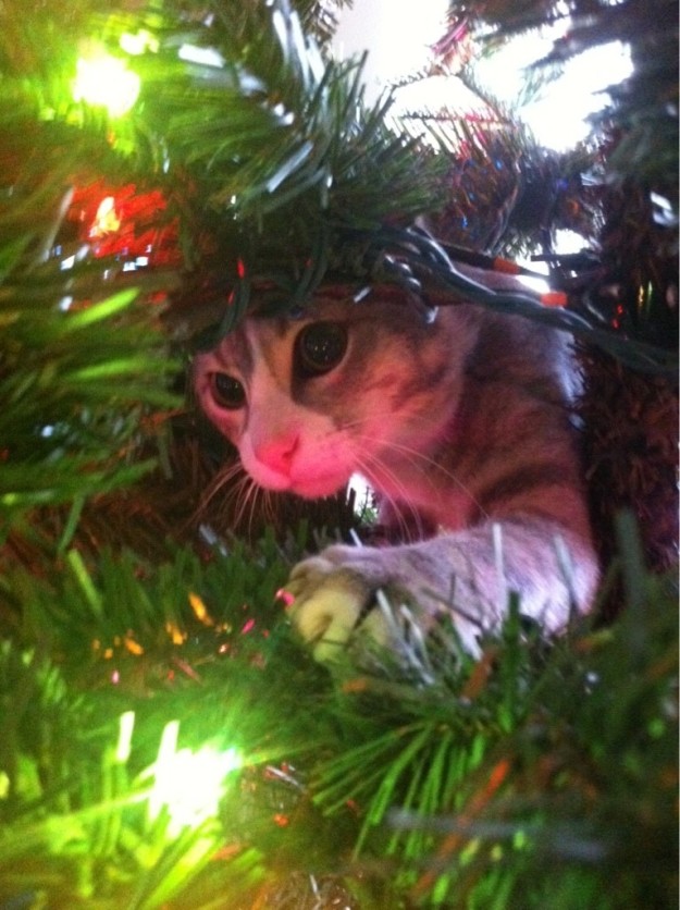 15 Foto ekspresi lucu kucing kali pertama lihat pohon Natal, imut abis