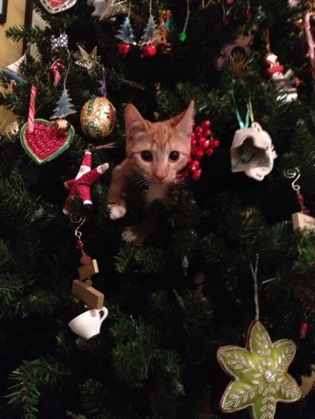 15 Foto ekspresi lucu kucing kali pertama lihat pohon Natal, imut abis