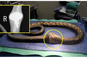 Ular kelaparan telan gagang pintu yang dikira telur ayam, duh kasihan