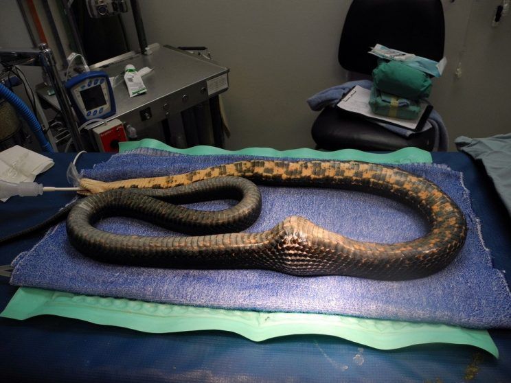 ular doorknob  yahoo 