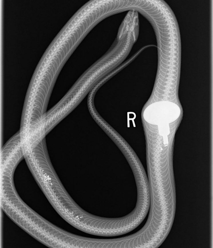 ular doorknob  yahoo 