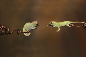 12 Foto lucunya bayi bunglon ini bikin kamu pengen memelihara