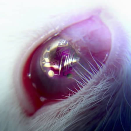 15 Lensa kontak unik ini bikin mata kamu terlihat tak biasa