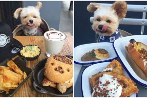 15 Foto lucu anjing makan di restoran ini bikin gemes banget 