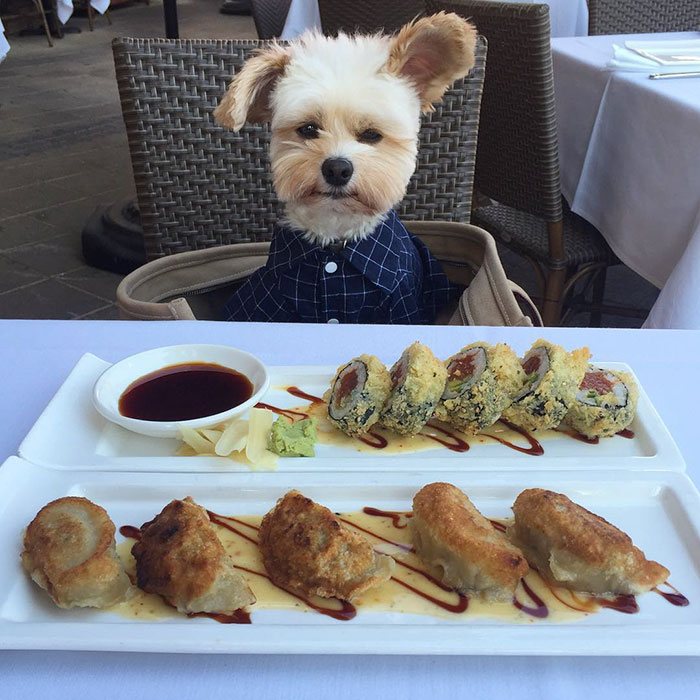 15 Foto lucu anjing makan di restoran ini bikin gemes banget 