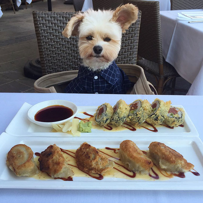 anjing makan  rev Popeye the Foodie Dog anjing makan  rev Popeye the Foodie Dog