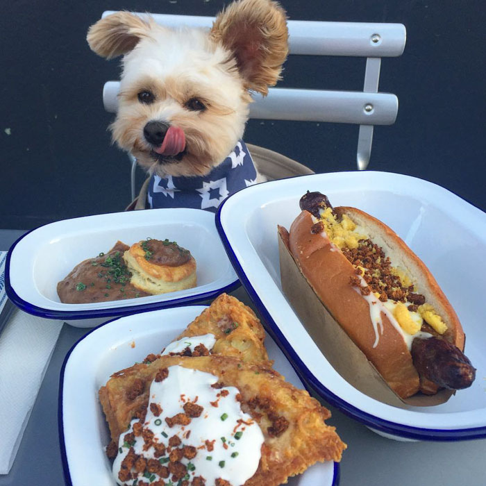 15 Foto lucu anjing makan di restoran ini bikin gemes banget 