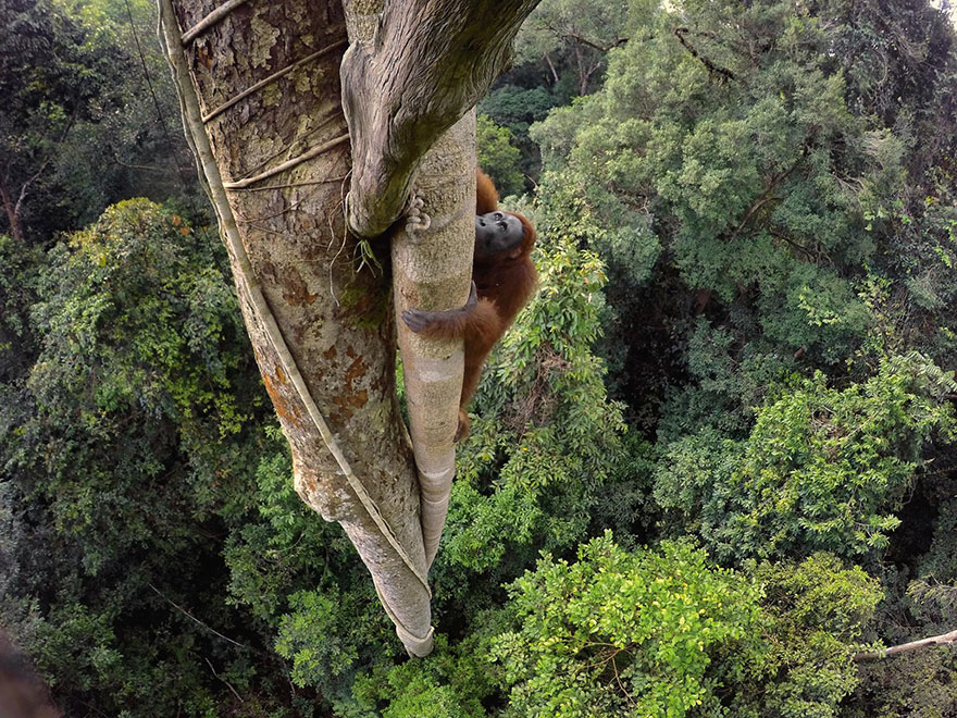 15 Foto terbaik National Geographic 2016, ada foto dari Borneo lho