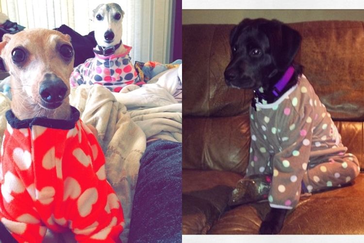 15 Foto Anjing Dan Kucing Pakai Piyama Ini Dijamin Bikin Kamu Gem
