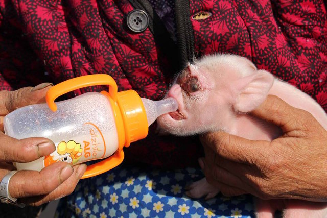 Anak babi berwajah mirip monyet ini lahir di China, apa sebabnya ya?