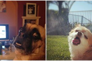 15 Momen jelek hewan ketika difoto bikin ketawamu ketahan, kocak