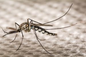 Peneliti gunakan biotech untuk perangi virus Zika